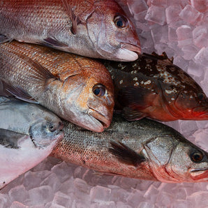 瀬戸内海のとれたて鮮魚5種〜詰め合わせ「松」